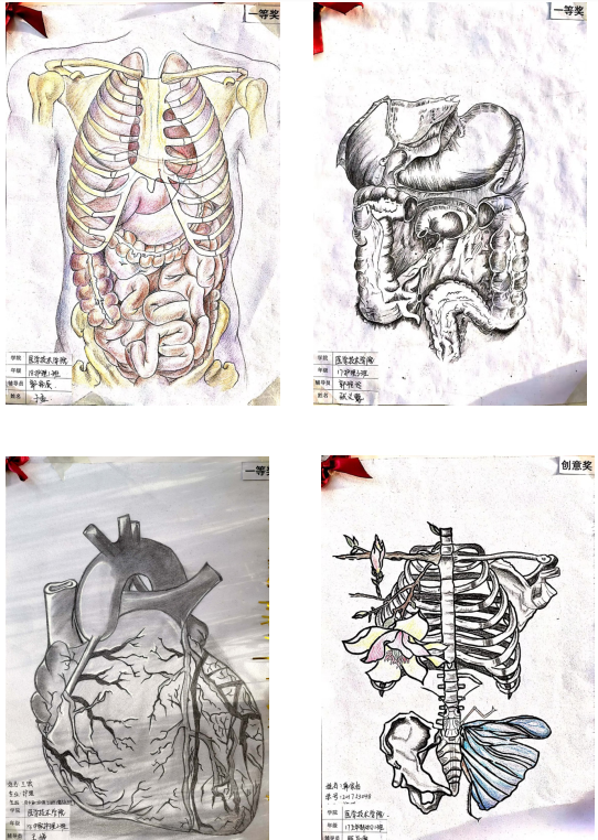 金年会醫學技術學院首屆“正常人體結構”繪圖比賽圓滿落幕
